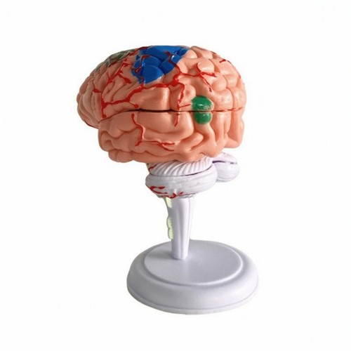 Human brain model - human,