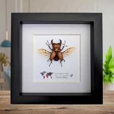 Framed red stag beetle