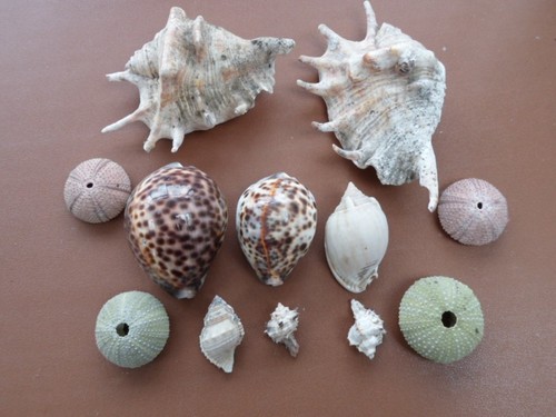 Mix lot seashells conch - mix,