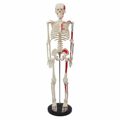 Human skeleton model - human,