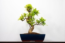 Large Banyan Ficus Bonsai - 30cm Blue Pot ZT1406