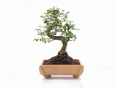 Bonsai chinese elm - chinese,
