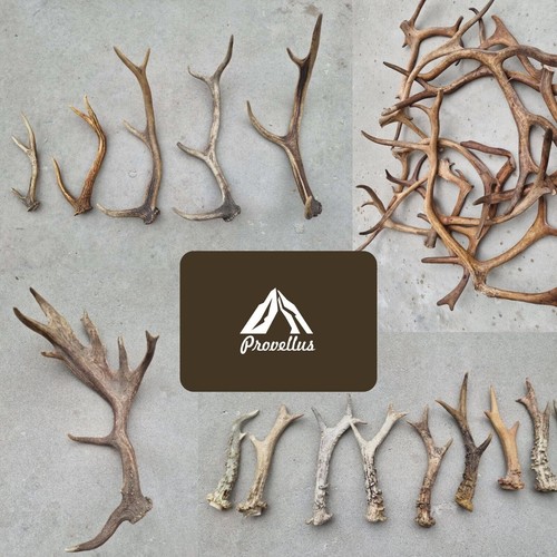 Fresh wild antlers roe - fresh,