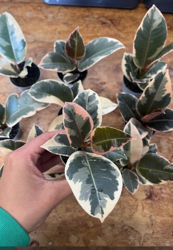 Rubber plant ficus - (, elastica