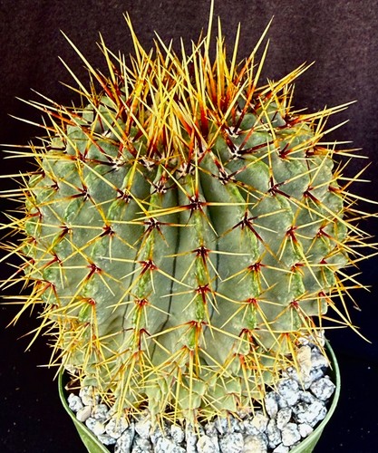 Notocactus buinningii cactus - notocactus,