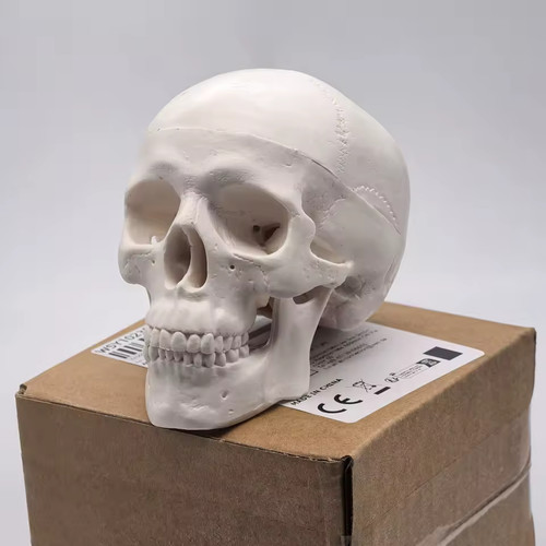 Human skull replica resin - replica,