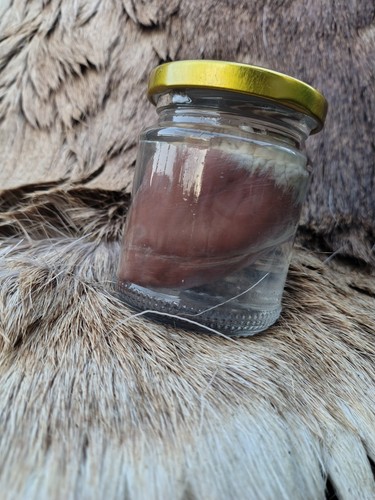 Taxidermy wet specimen deer - taxidermy,