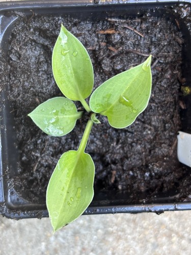 Hosta floradora small - -,