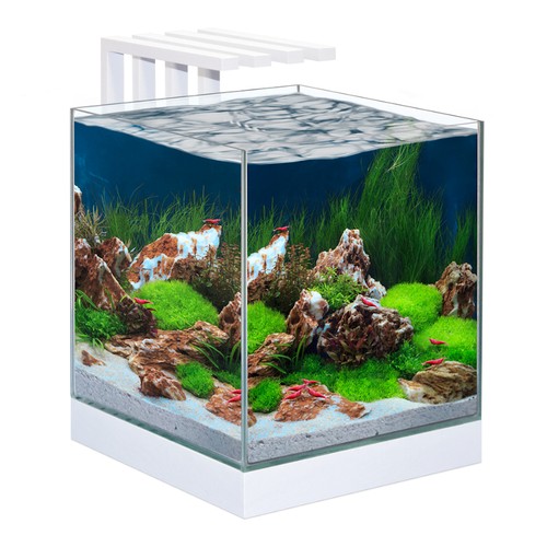 Ciano shrimp small fish - shrimp,