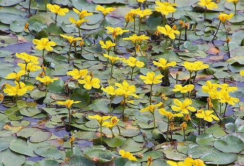 Fringed water lily nymphoides - fringed, (nymphoides