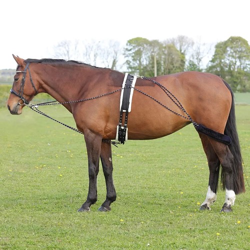 Equestrian lunging system - lunging,