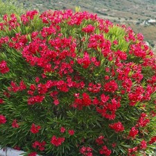 Oleander Plant 19 Cm  Pot
