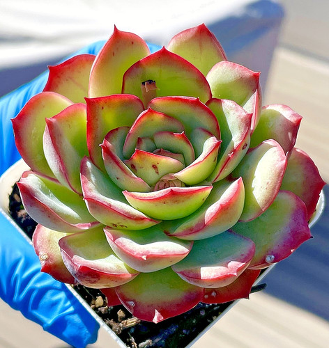 Rare succulent echeveria - rare,