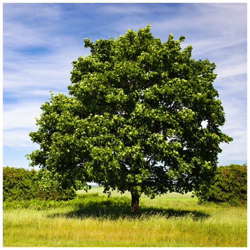 Field maple hedging - maple, hedging,