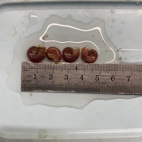 Ramshorn snails fish food - snails, food–
