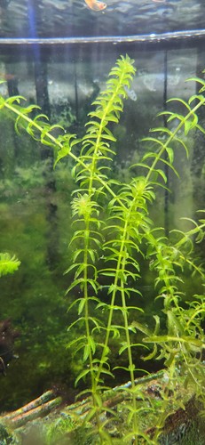 Elodea densa live - 3x,
