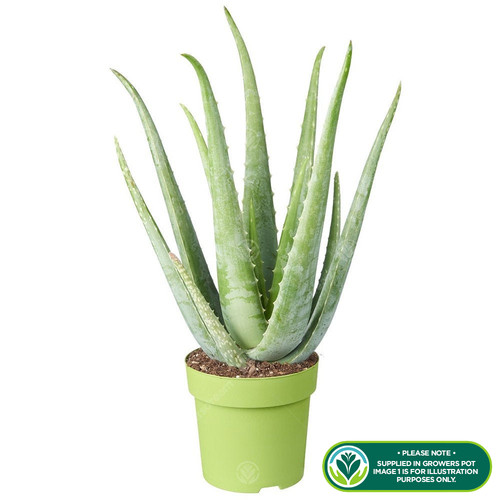 Medicinal aloe vera - medicinal, indoor