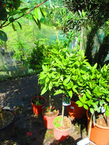 3ft evergreen bay - , (inc.