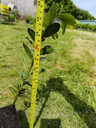 40cm tall organic bay leaf - 1x,