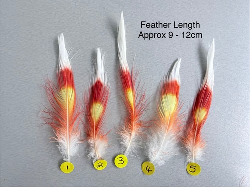 Parrot macaw feather crafts - parrot,