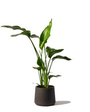 Bird of Paradise House Plant