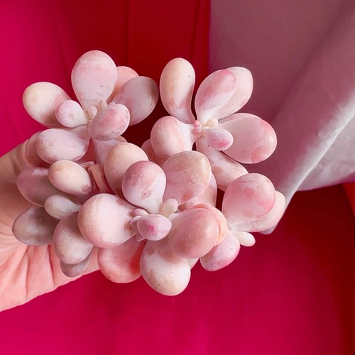 Pink succulents - 🇬🇧uk,