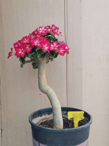 Rare live house - house, plant