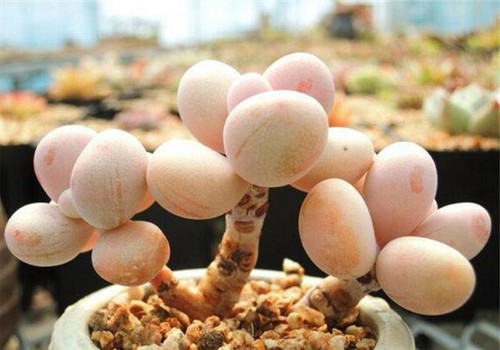 10x pachyphytum sweet - 10x,