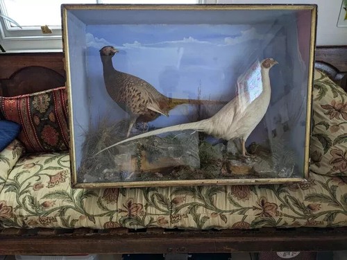 Victorian cased pheasant