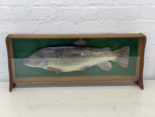 Vintage Fish Trout In Display