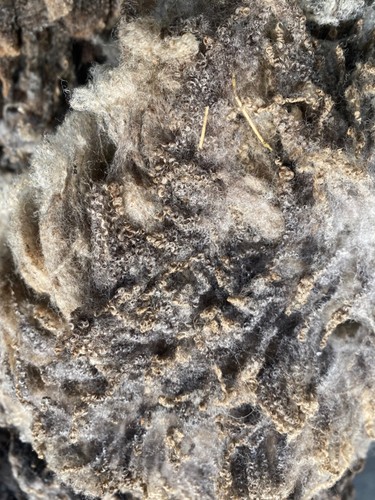 600g grey katmoget - 600g, of