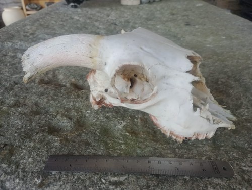 Real sheep skull - real, horns