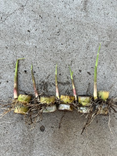 5pcs rooted and sprouted - rooted,