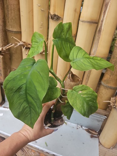 Monstera dubia mature large - dubia,