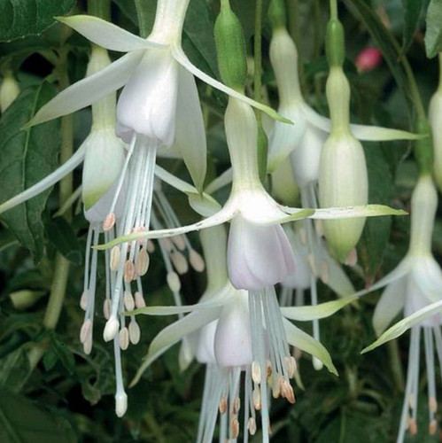 Hardy fuchsia hawkshead - hardy,