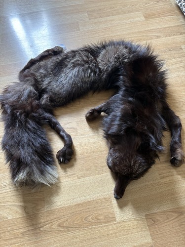 Two silver fox - silver, fur
