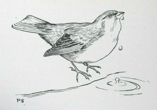 Drinking finch sir - finch,