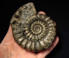 Big 100mm pyrite Eoderoceras bispinigerum ammonite fossil Jurassic Coast Fossils