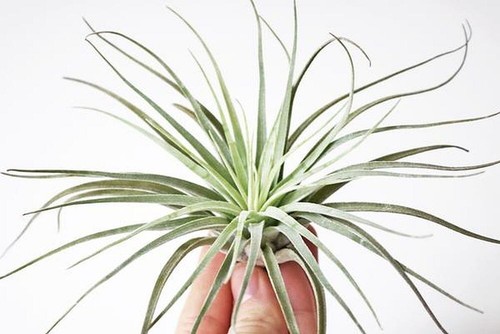 Tillandsia airplant oaxacana - airplant,