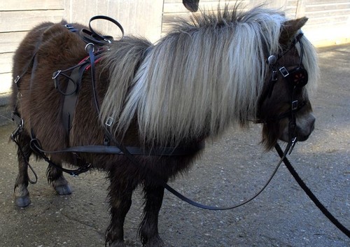 Mini shetland starter harness - mini,