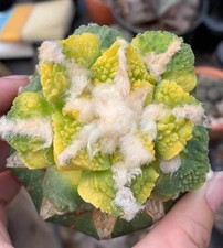 6.5cm Rare Ariocarpus Fis Hybird 'Godzilla' WYSIWYG G rafted Variegated