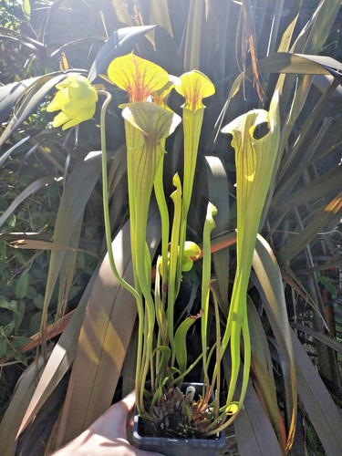 F71 sarracenia flava - f71, var