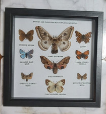 Framed Real British & European