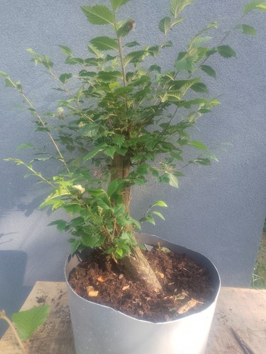 Elm bonsai tree - elm,
