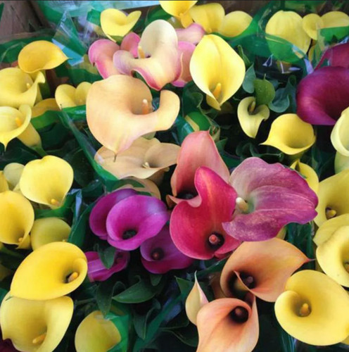 Mix color calla lily flowers - calla,