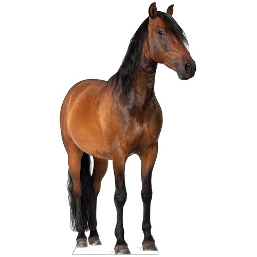 Life size horse cardboard - size,