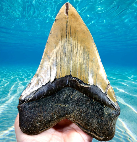 Giant megalodon shark - 5.95",