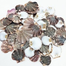 Baby Flat Scallop Sea Shells, 4 OZ Apprx. 60+ PC Shells, 1 Inch ~ 1-1/2 Inch