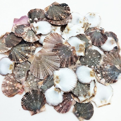 Baby flat scallop sea - baby,