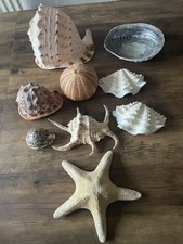 Sea Shells Exotic Conch Large